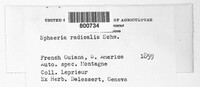 Cryphonectria radicalis image